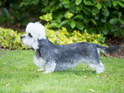 Dandie Dinmont Terrier standing