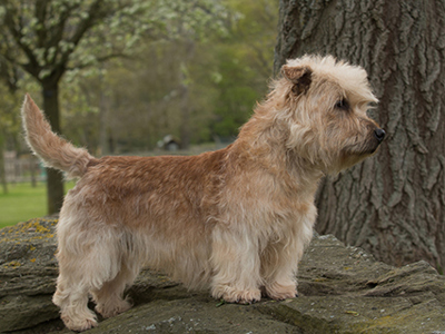 Glen of Imaal Terrier standing