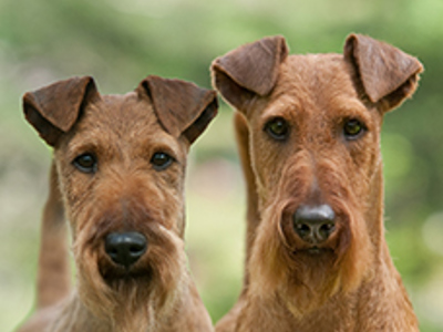 Irish Terrier headshot