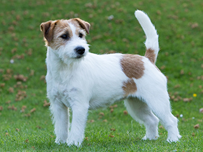 Jack Russell Terrier standing
