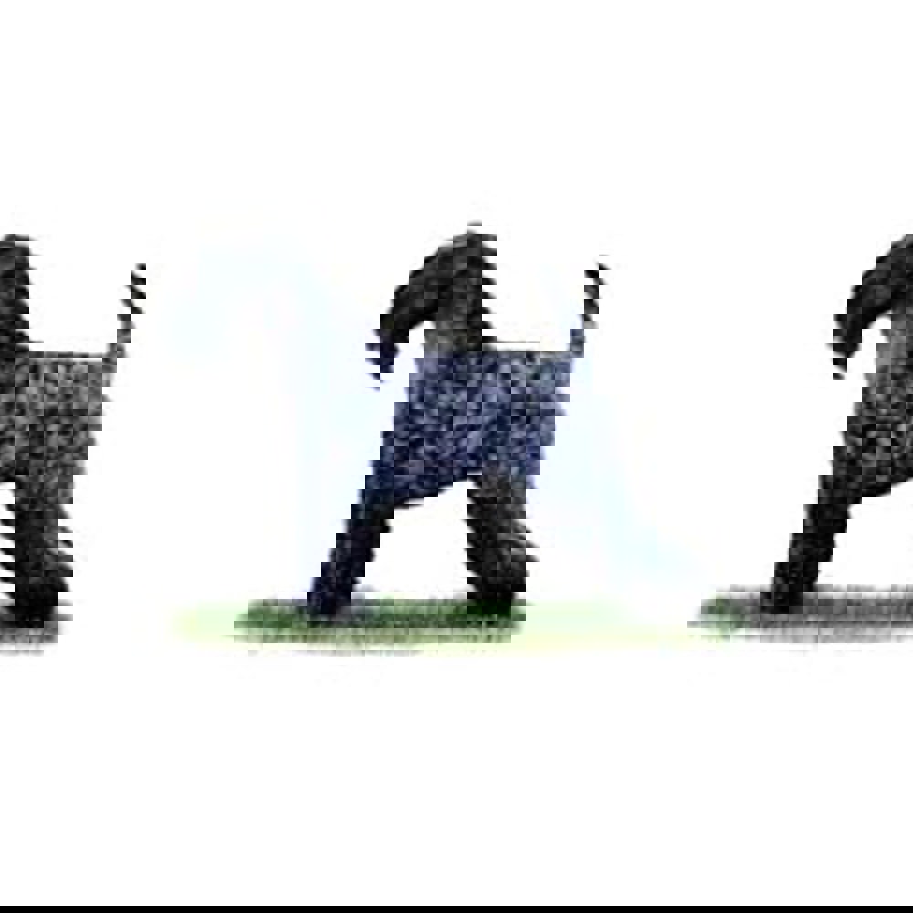 Kerry Blue Terrier illustration