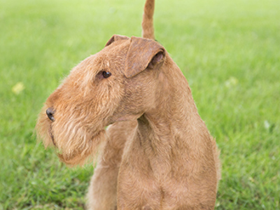 Lakeland Terrier headshot