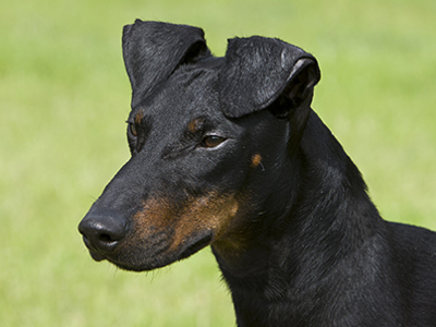 Manchester Terrier headshot