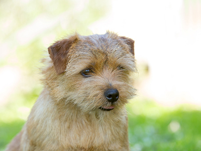 Norfolk Terrier headshot