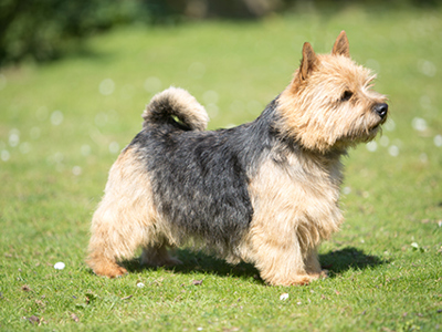 Norwich Terrier standing