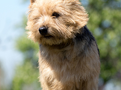 Norwich Terrier headshot