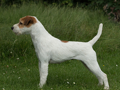 Parson Russell Terrier standing