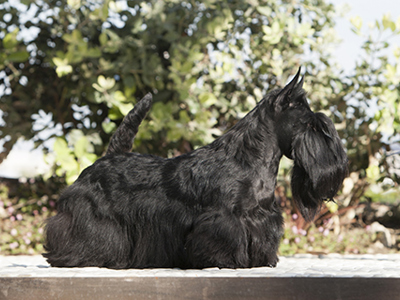 Scottish Terrier standing