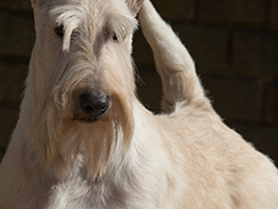 Scottish Terrier headshot