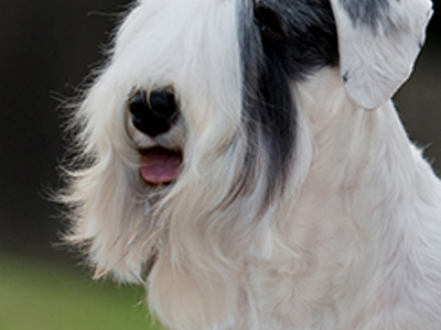 Sealyham Terrier headshot
