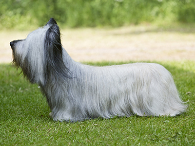 Skye Terrier standing