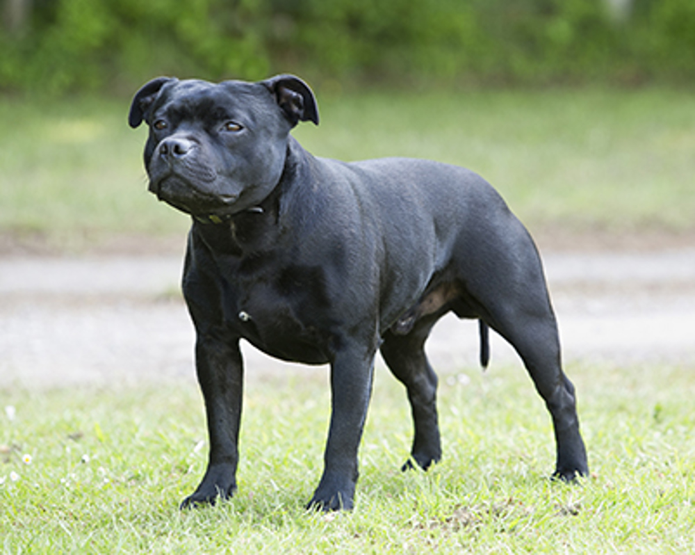 Staffordshire Bull Terrier standing