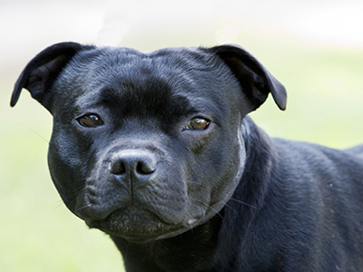 Staffordshire Bull Terrier headshot