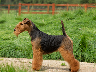 Welsh Terrier standing