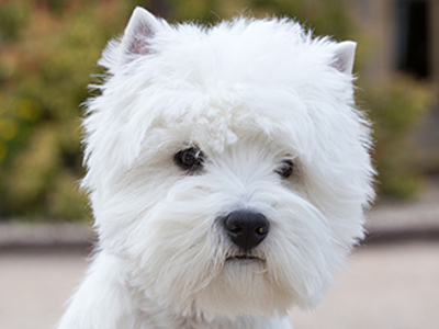West Highland White Terrier headshot