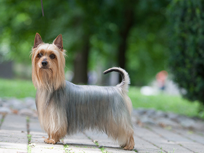 Australian Silky Terrier standing