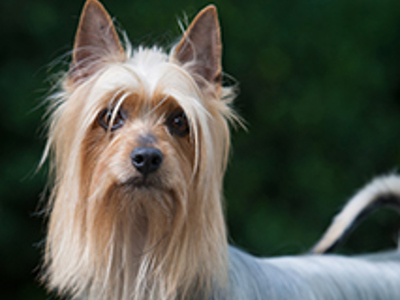 Australian Silky Terrier headshot