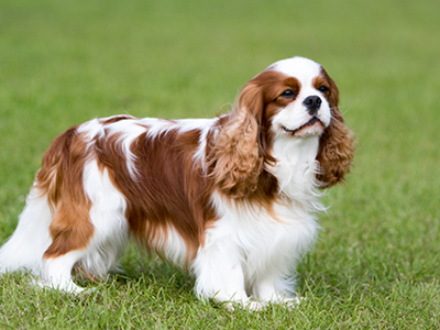 Cavalier King Charles Spaniel standing