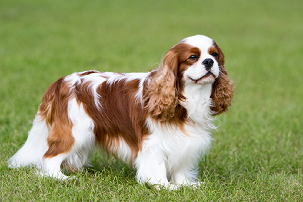 Cavalier King Charles Spaniel standing