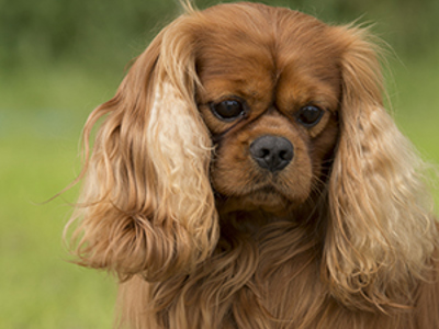 Cavlier King Charles Spaniel headshot