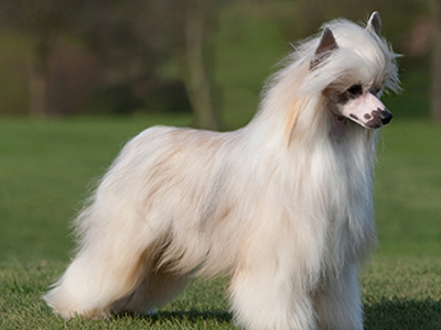 Chinese Crested standing