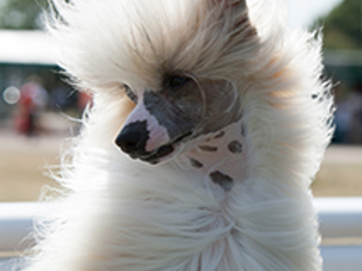 Chinese Crested headshot