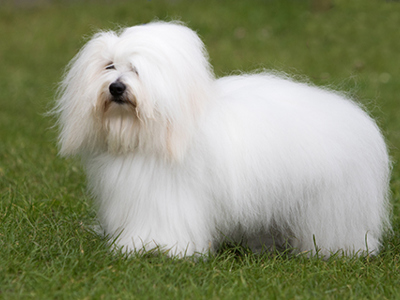 Coton de Tulear standing