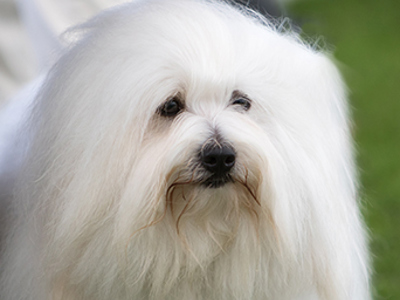 Coton de Tulear headshot