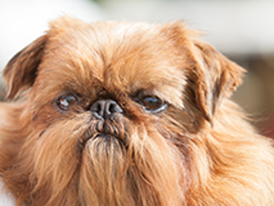 Griffon Bruxellois headshot