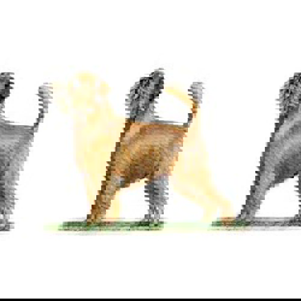 Griffon Bruxellois illustration