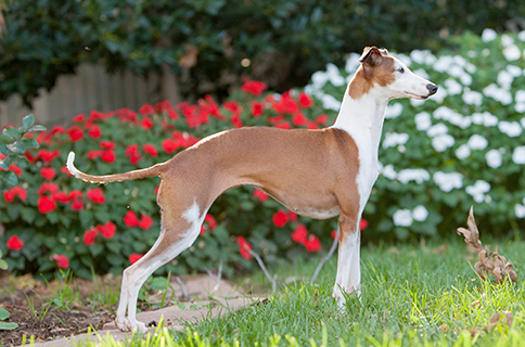 Greyhound Colors Italian Greyhound Red Fawn Italian Greyhound