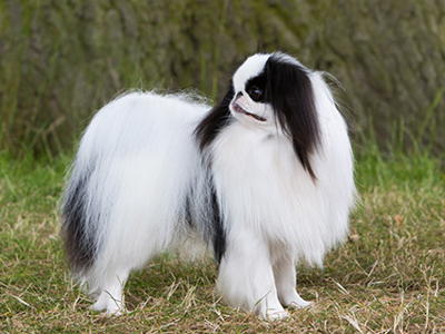 Japanese Chin standing