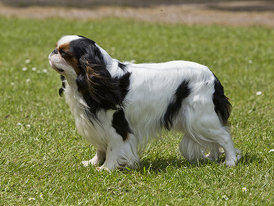 King Charles Spaniel standing