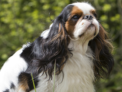 King Charles Spaniel headshot