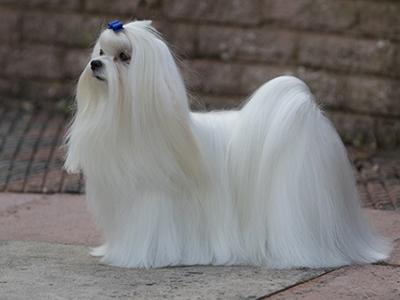 Maltese standing