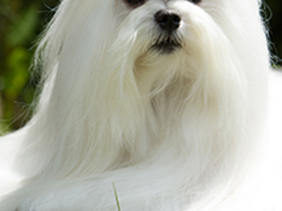 Maltese headshot