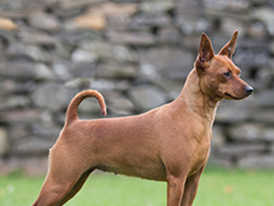 Miniature Pinscher standing