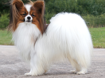Papillon standing