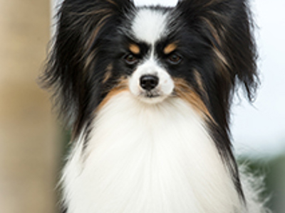 Papillon headshot