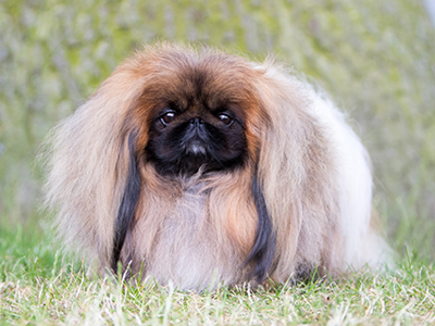 Pekingese headshot
