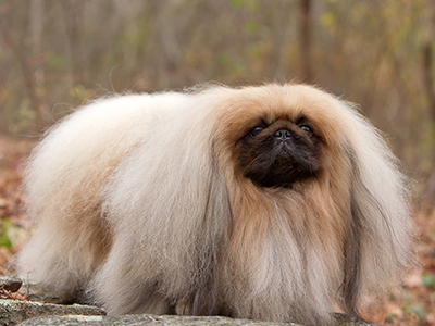 Pekingese standing