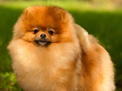 Pomeranian headshot