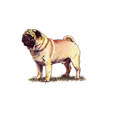 Pug illustration