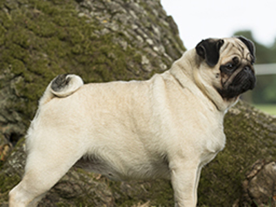 Pug standing