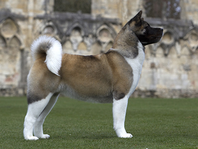 Akita standing