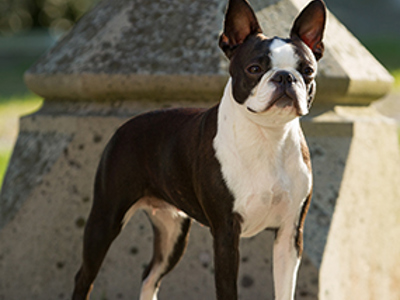 Boston Terrier standing