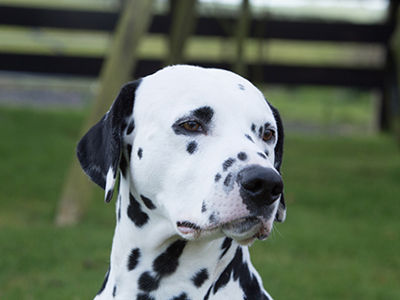 Dalmatian headshot
