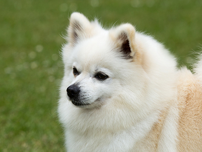 German Spitz Klein headshot