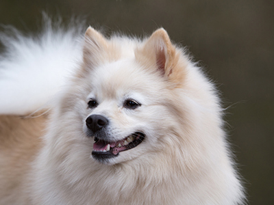 German Spitz Mittel headshot
