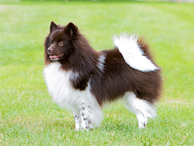 German Spitz Mittel standing